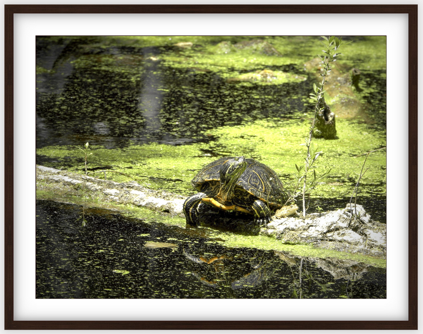 Saint Joseph's Well Turtle Framed Print