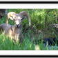 Custer Bighorn Framed Print