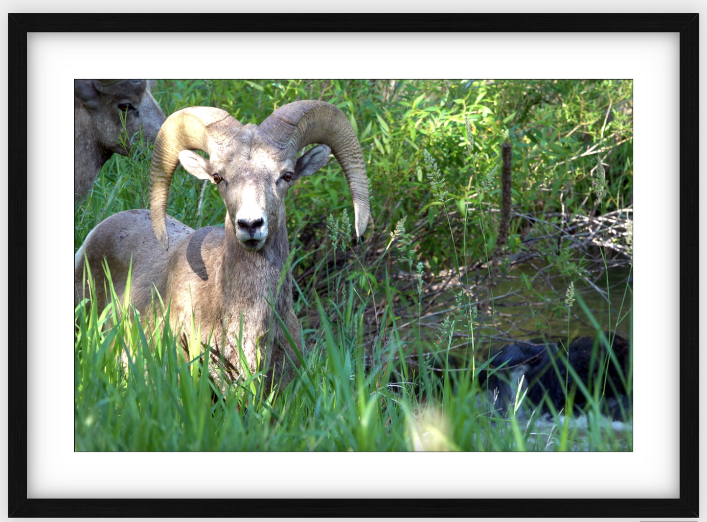 Custer Bighorn Framed Print