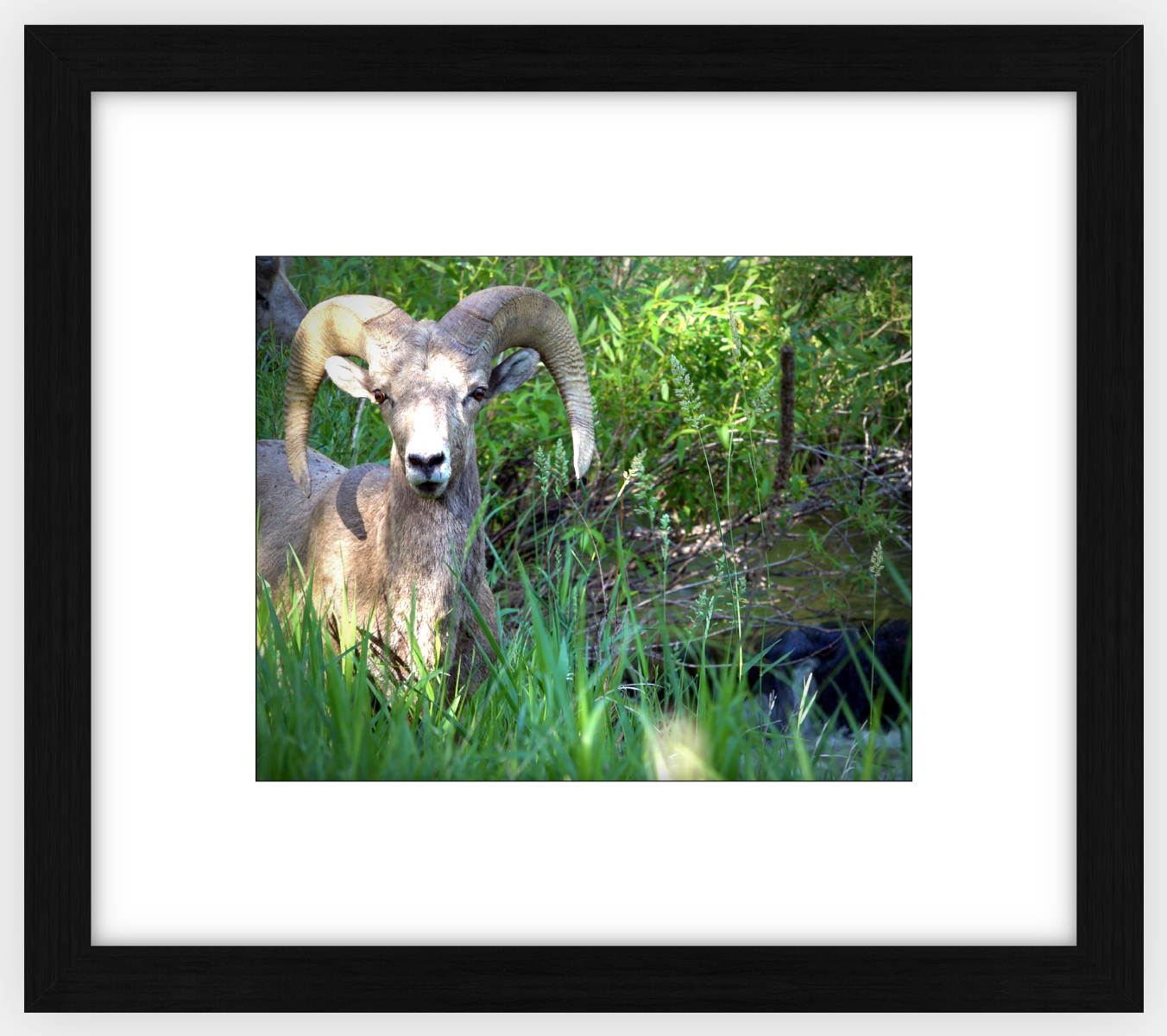 Custer Bighorn Framed Print