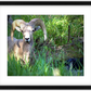 Custer Bighorn Framed Print