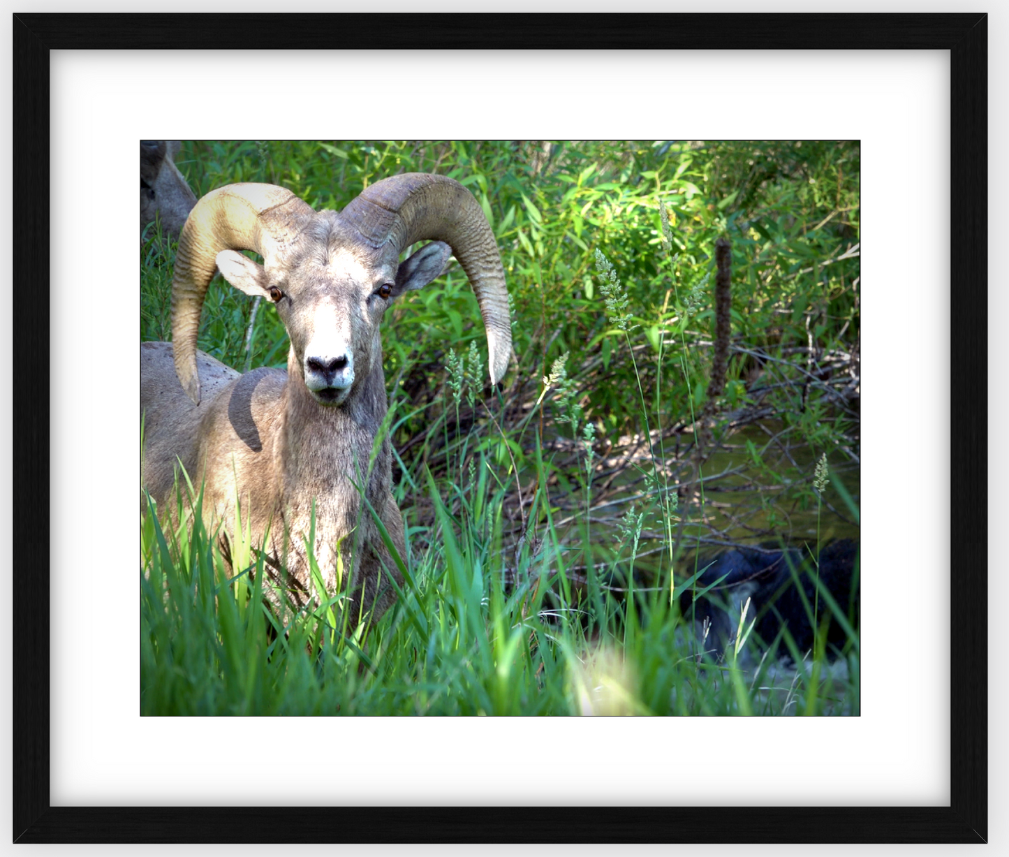 Custer Bighorn Framed Print