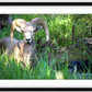 Custer Bighorn Framed Print