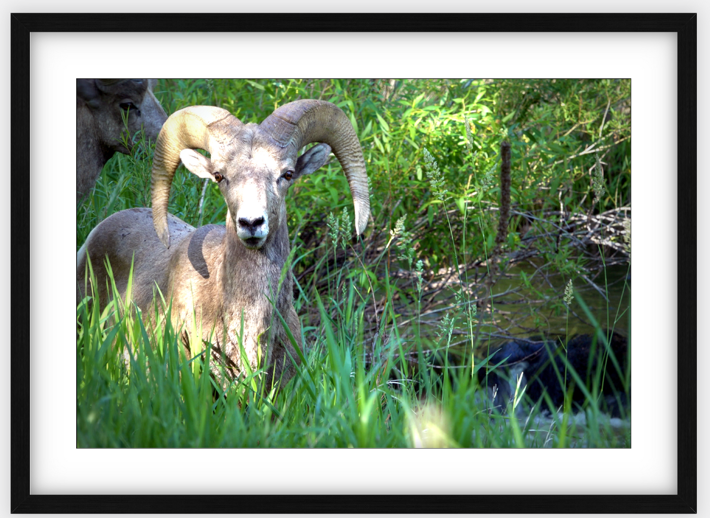 Custer Bighorn Framed Print