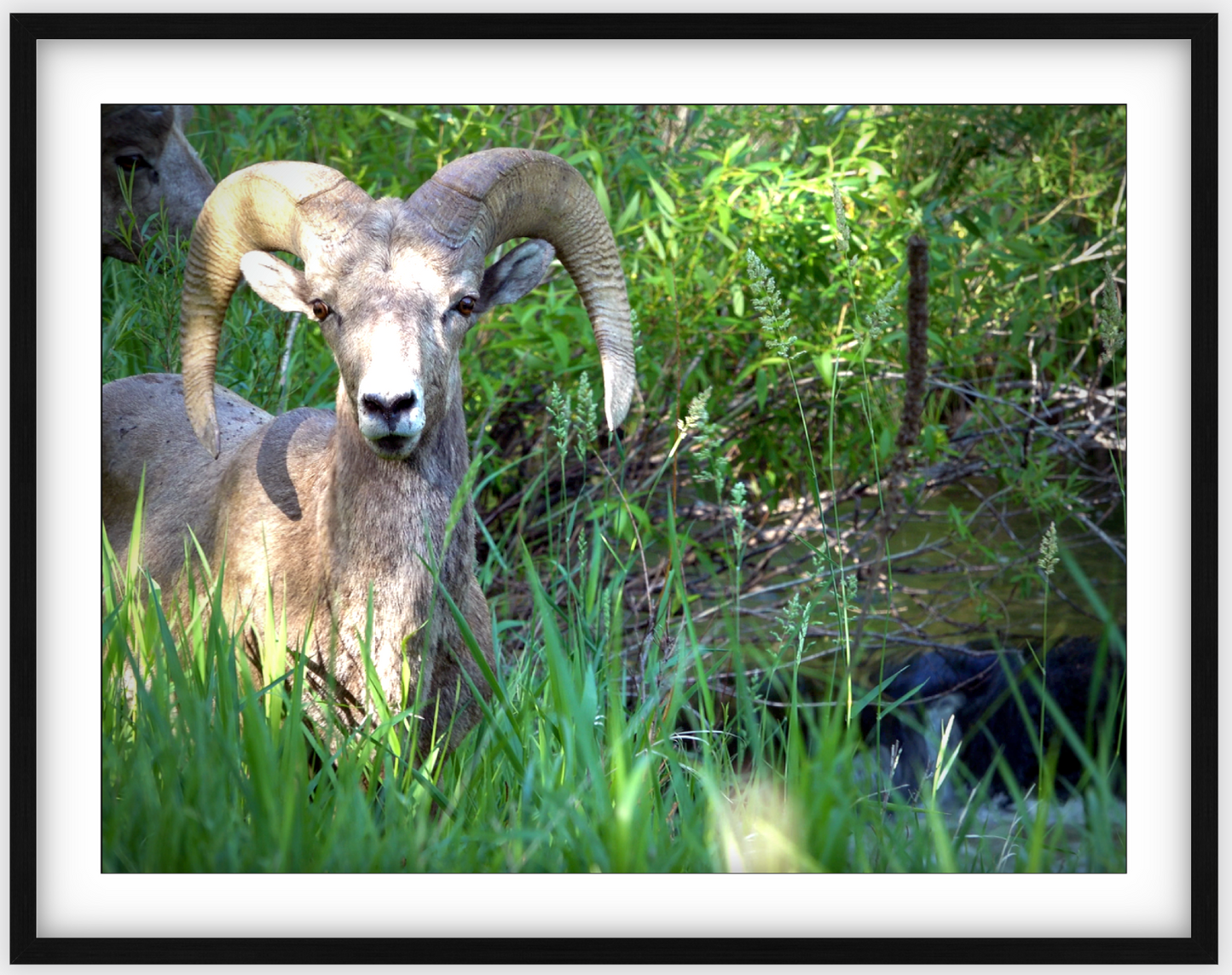 Custer Bighorn Framed Print