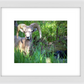 Custer Bighorn Framed Print