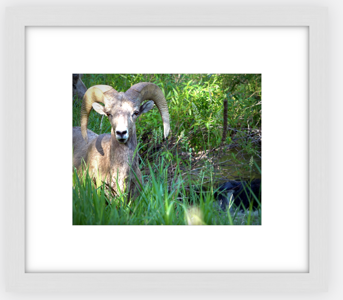 Custer Bighorn Framed Print