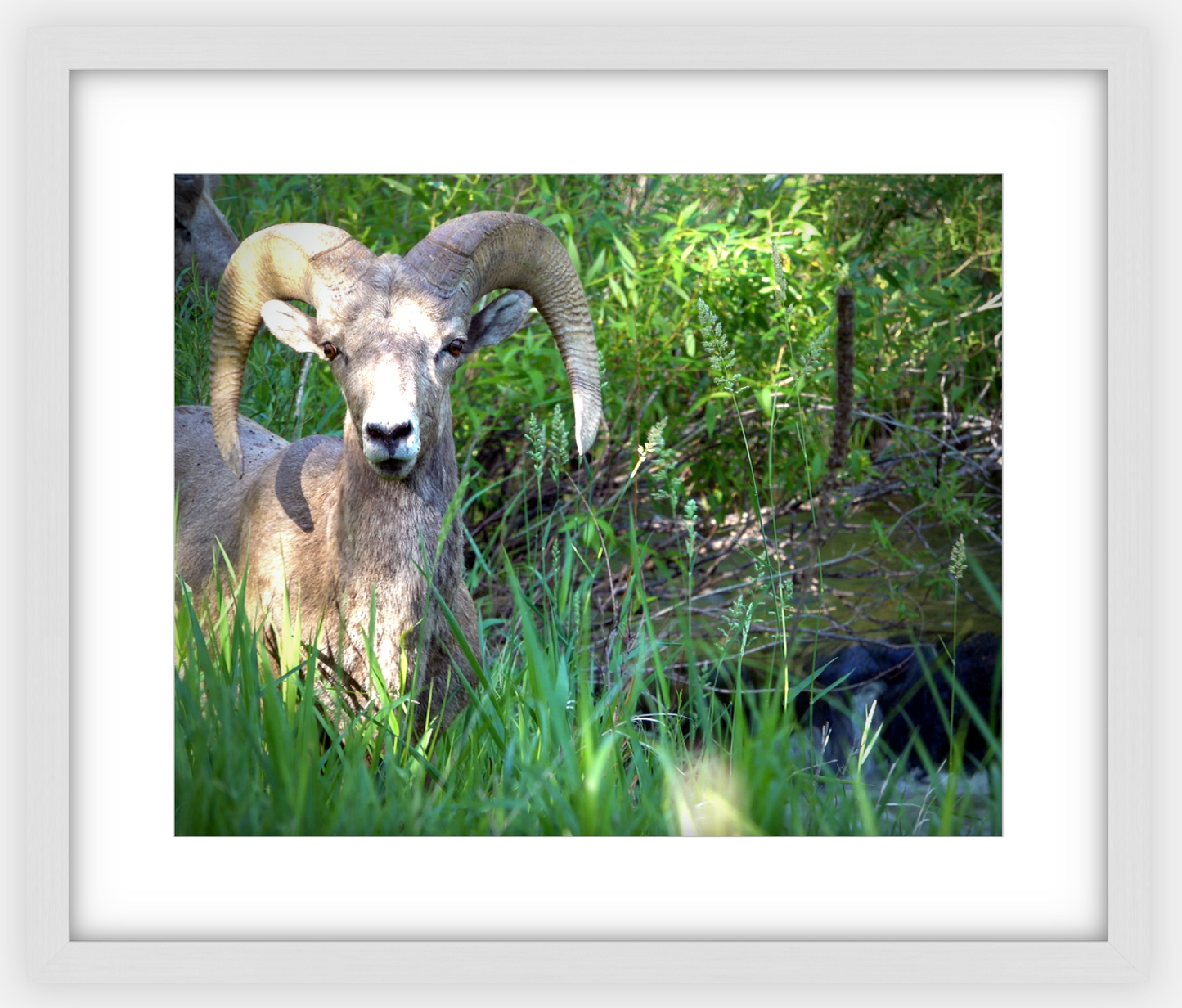 Custer Bighorn Framed Print