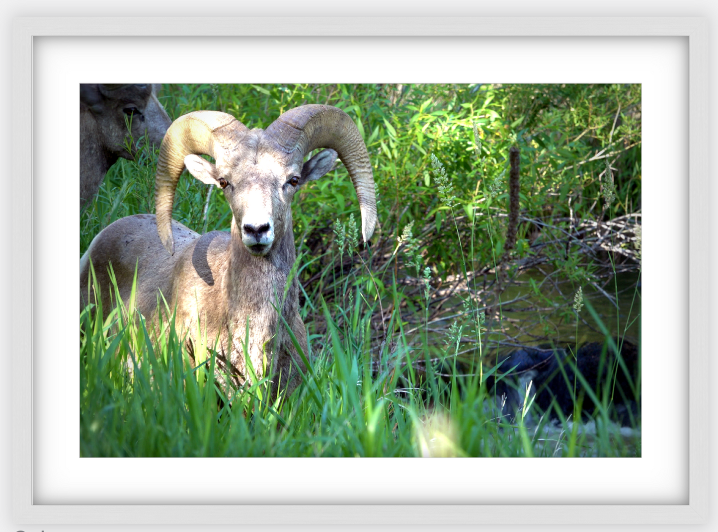 Custer Bighorn Framed Print