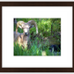 Custer Bighorn Framed Print