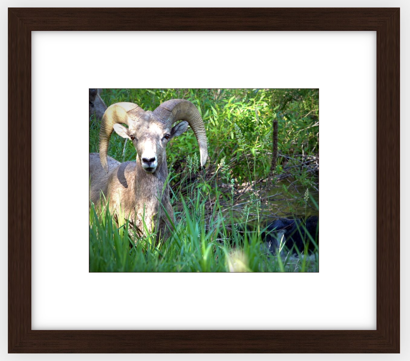 Custer Bighorn Framed Print