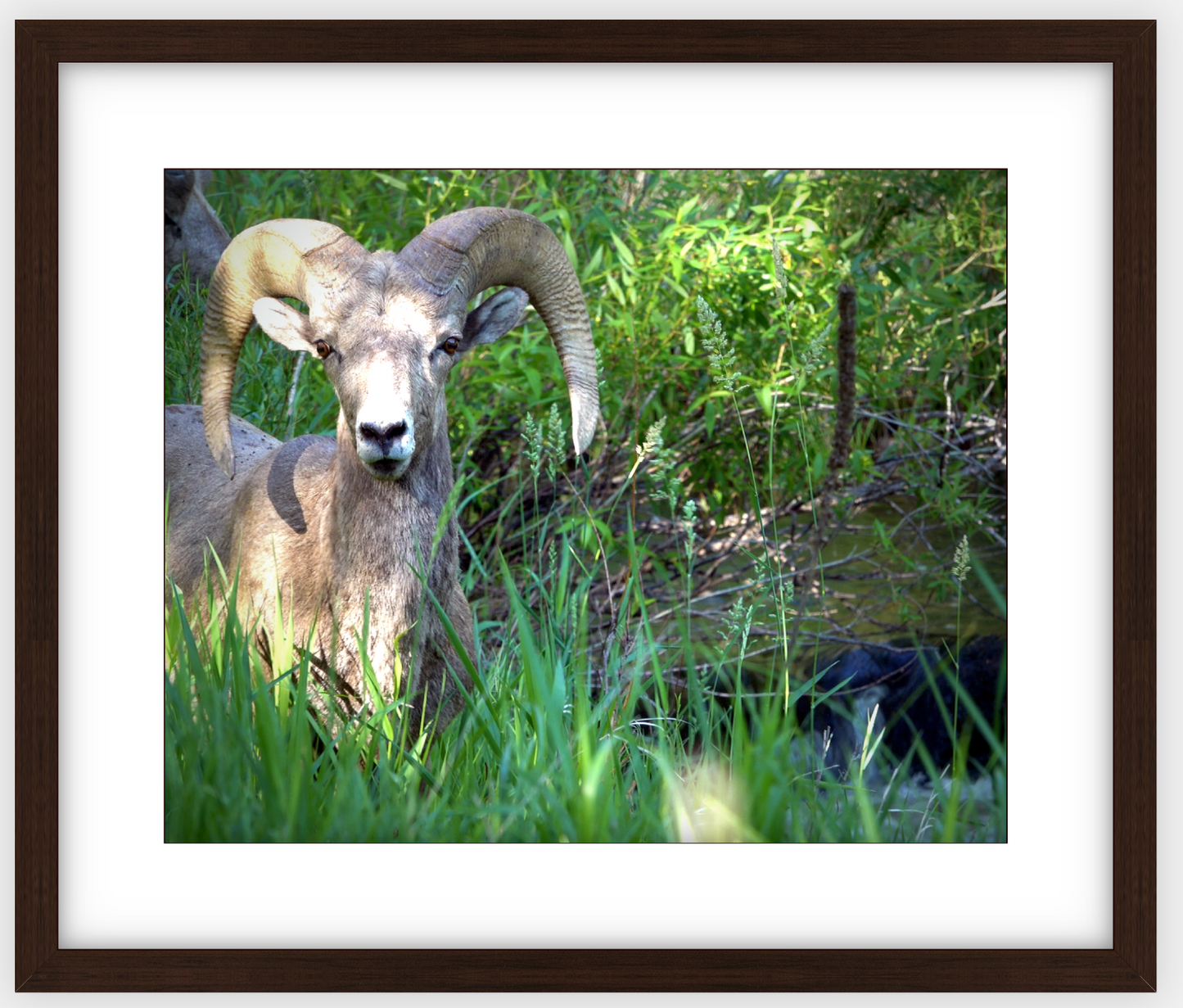 Custer Bighorn Framed Print