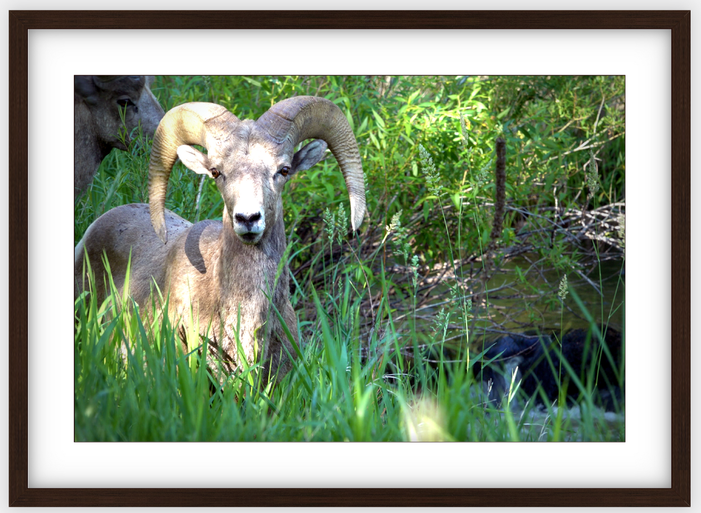 Custer Bighorn Framed Print