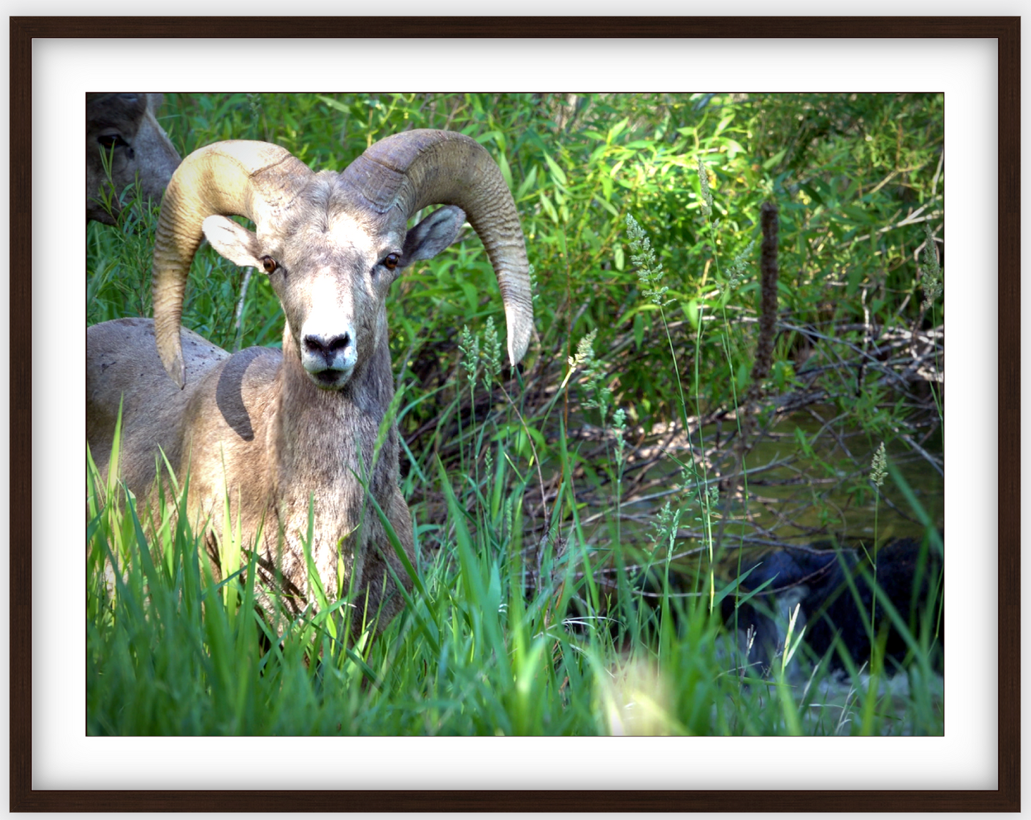 Custer Bighorn Framed Print