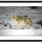 Yellowstone Coyote Framed Print