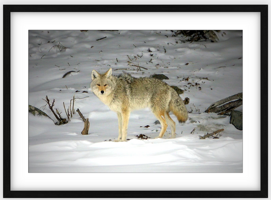 Yellowstone Coyote Framed Print