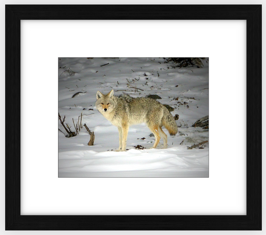 Yellowstone Coyote Framed Print