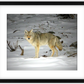 Yellowstone Coyote Framed Print