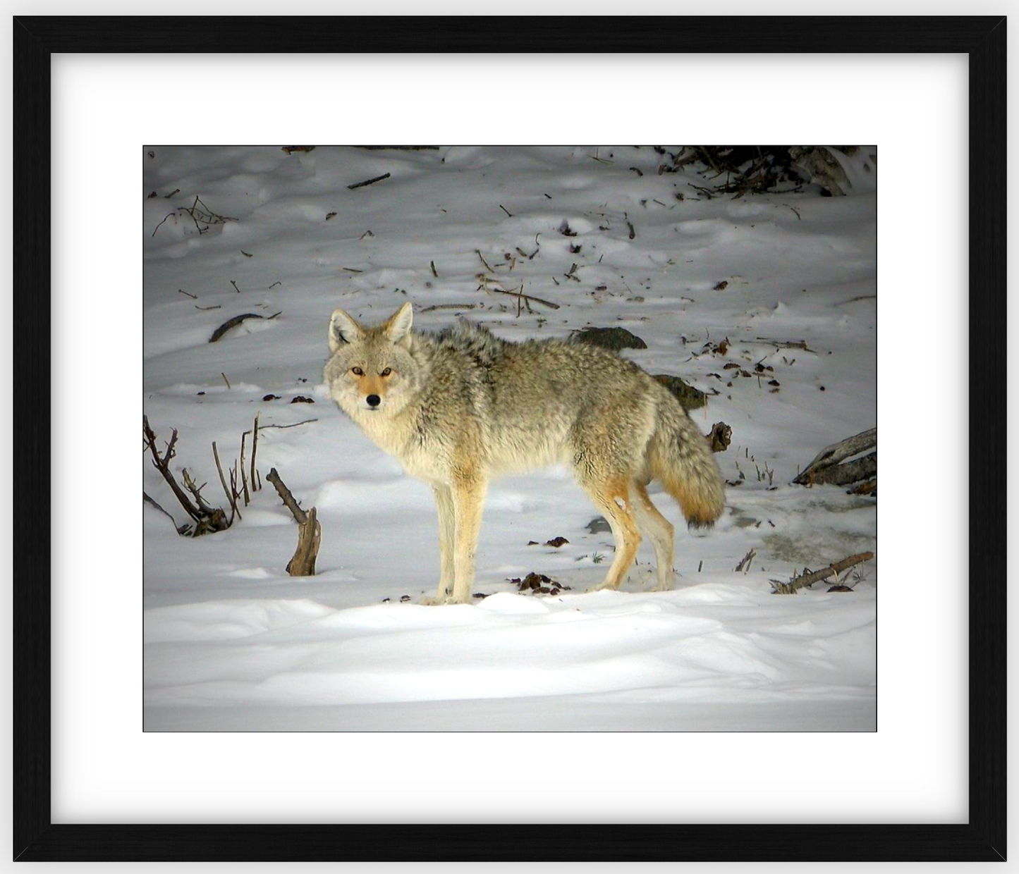 Yellowstone Coyote Framed Print