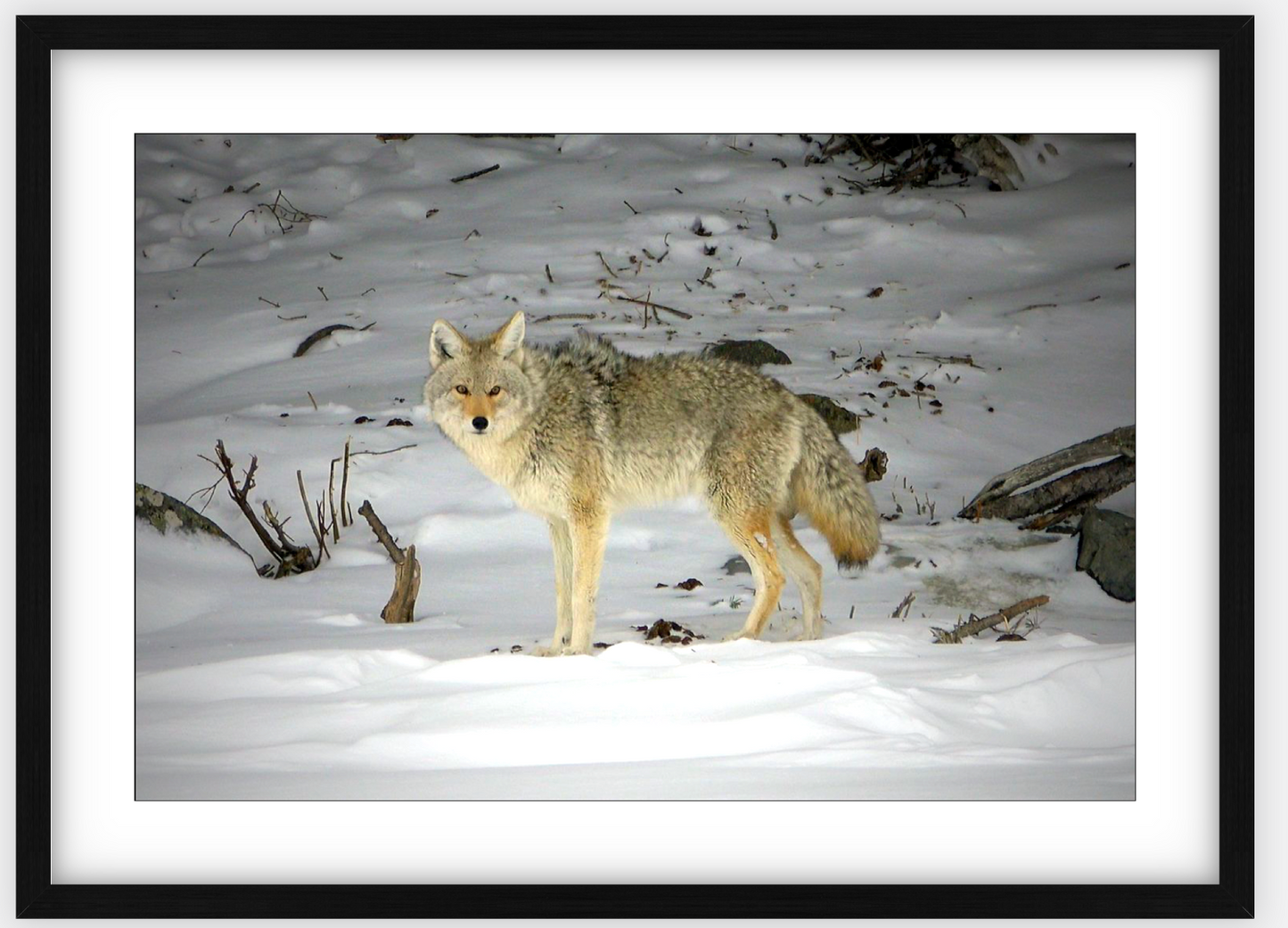 Yellowstone Coyote Framed Print