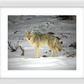 Yellowstone Coyote Framed Print