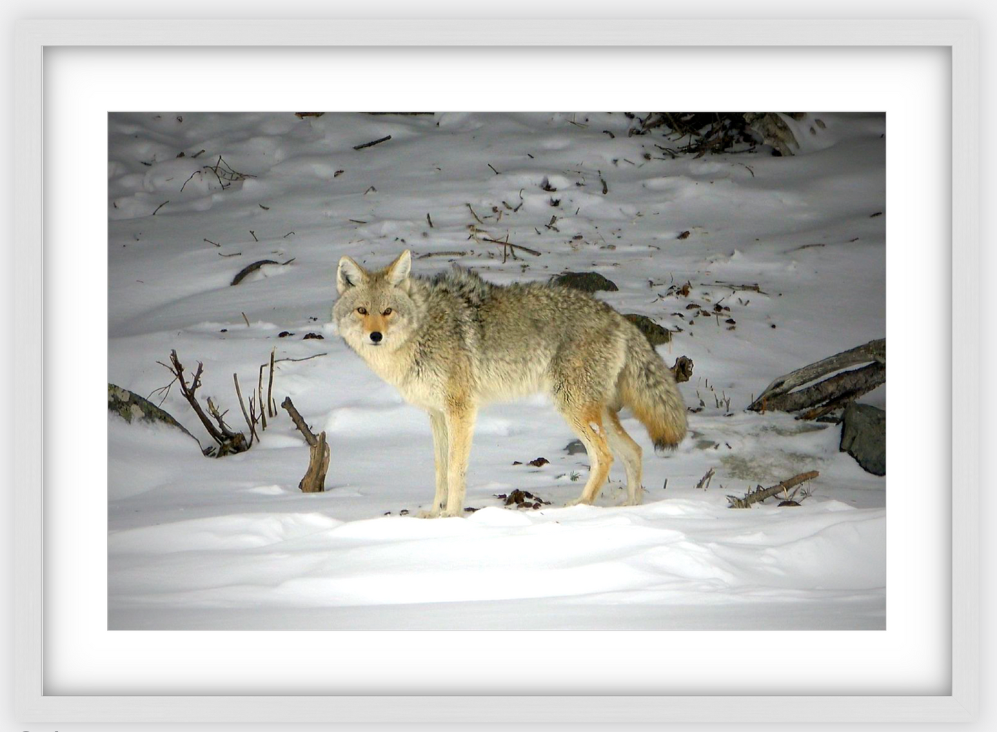 Yellowstone Coyote Framed Print