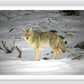 Yellowstone Coyote Framed Print