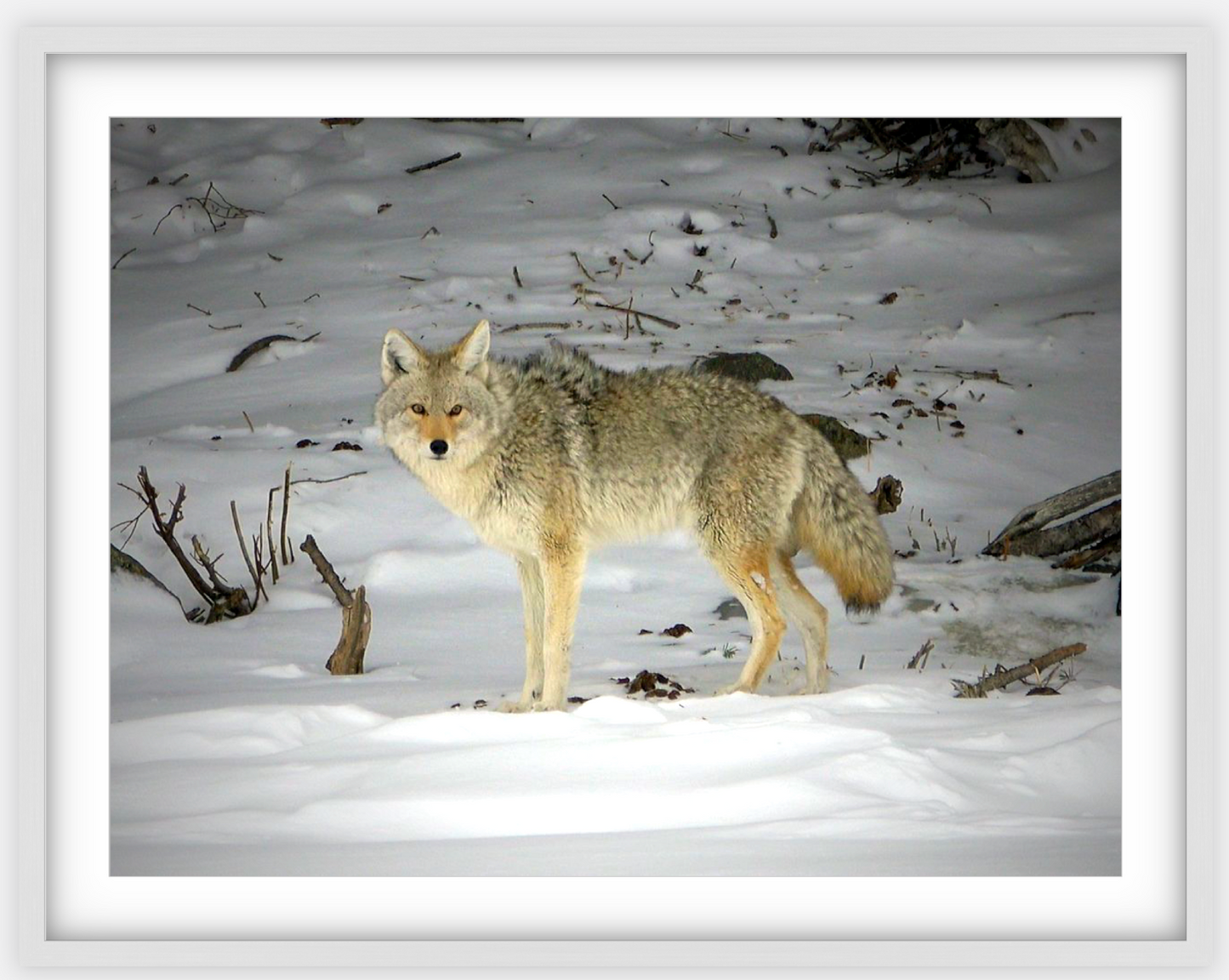 Yellowstone Coyote Framed Print