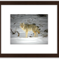 Yellowstone Coyote Framed Print