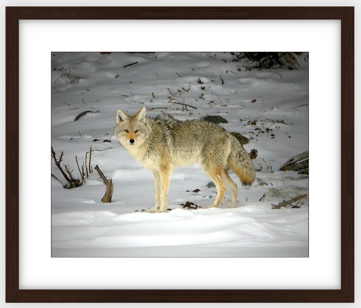 Yellowstone Coyote Framed Print