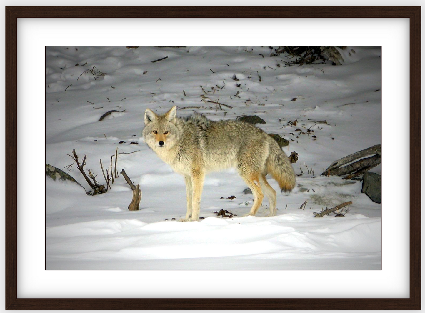 Yellowstone Coyote Framed Print