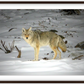 Yellowstone Coyote Framed Print