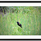 Red-Winged Black Bird Framed Print