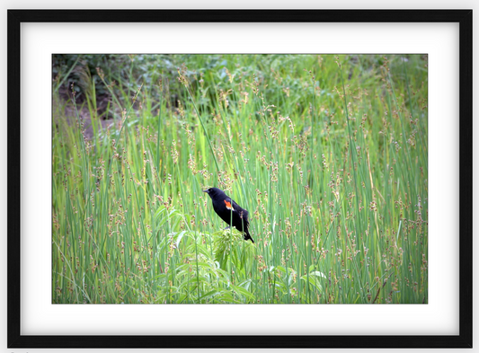 Red-Winged Black Bird Framed Print