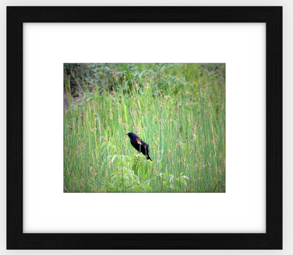 Red-Winged Black Bird Framed Print