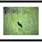 Red-Winged Black Bird Framed Print