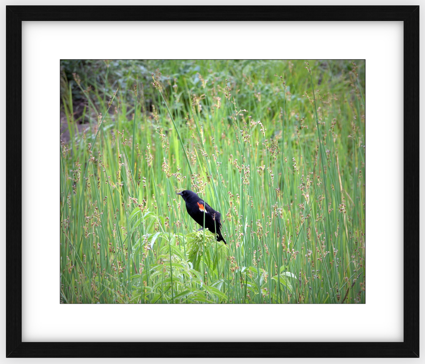 Red-Winged Black Bird Framed Print