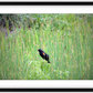 Red-Winged Black Bird Framed Print