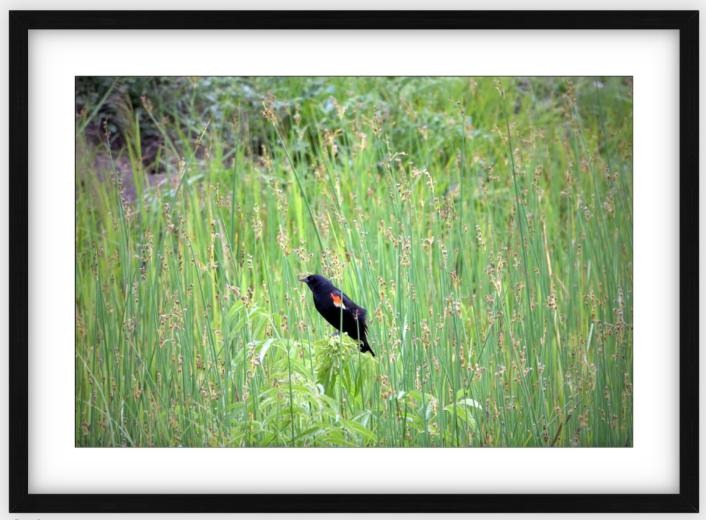 Red-Winged Black Bird Framed Print