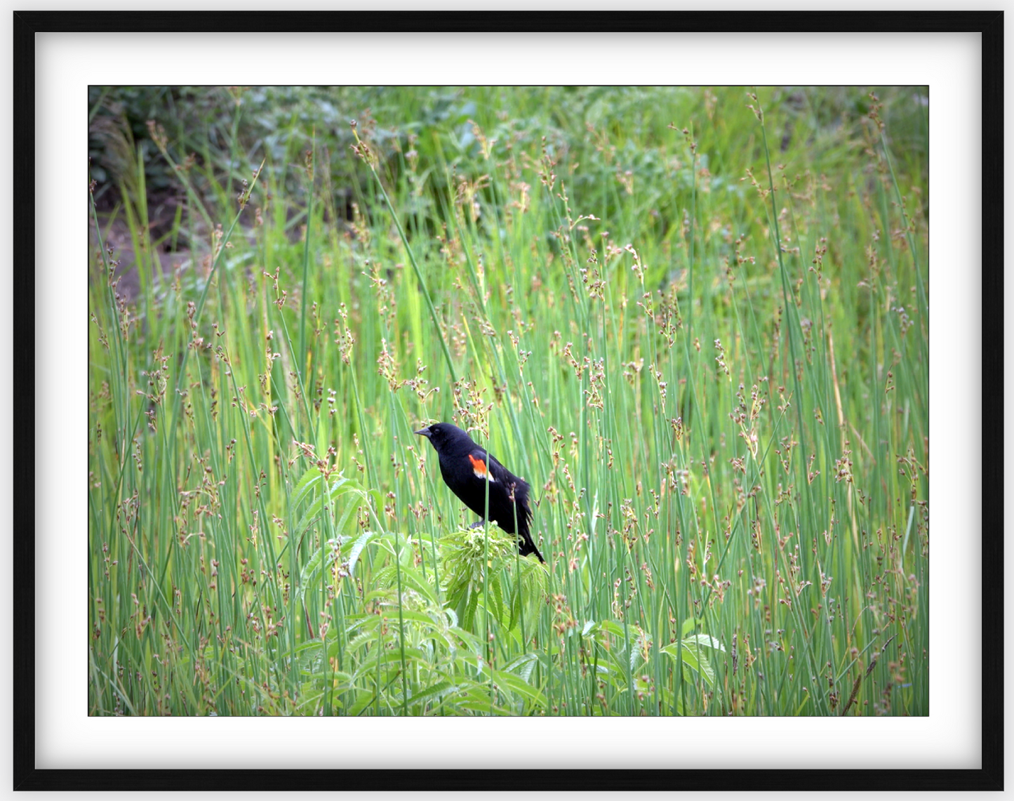 Red-Winged Black Bird Framed Print