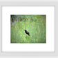 Red-Winged Black Bird Framed Print