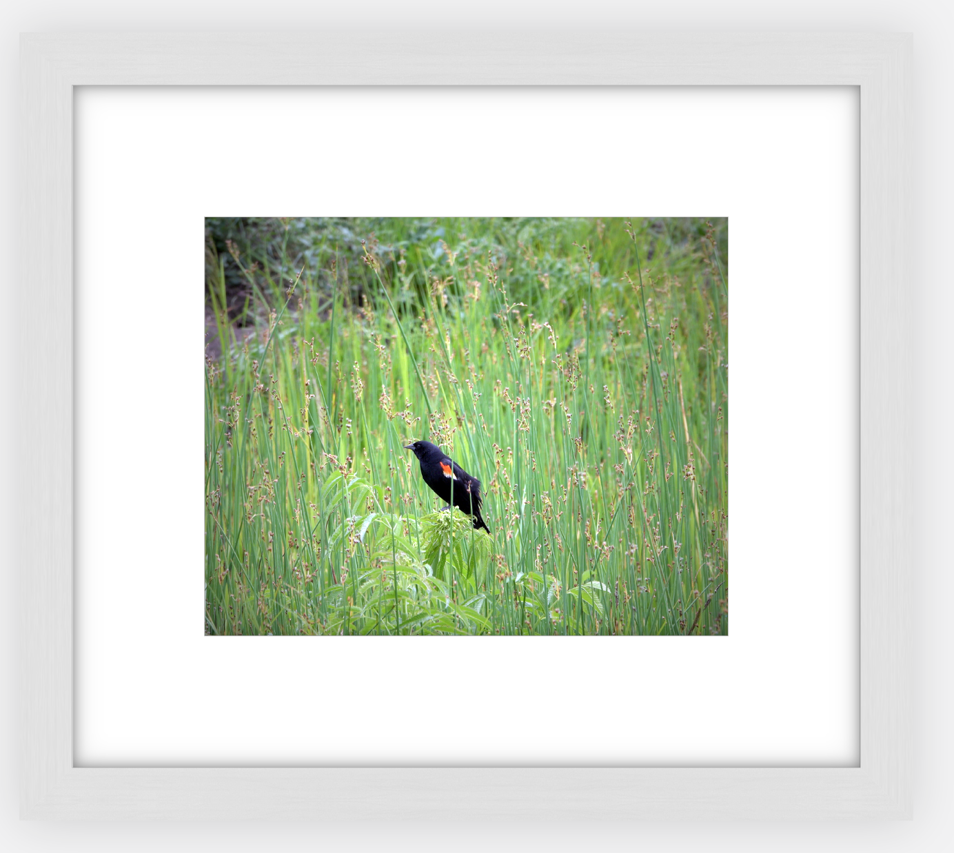 Red-Winged Black Bird Framed Print