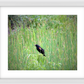 Red-Winged Black Bird Framed Print