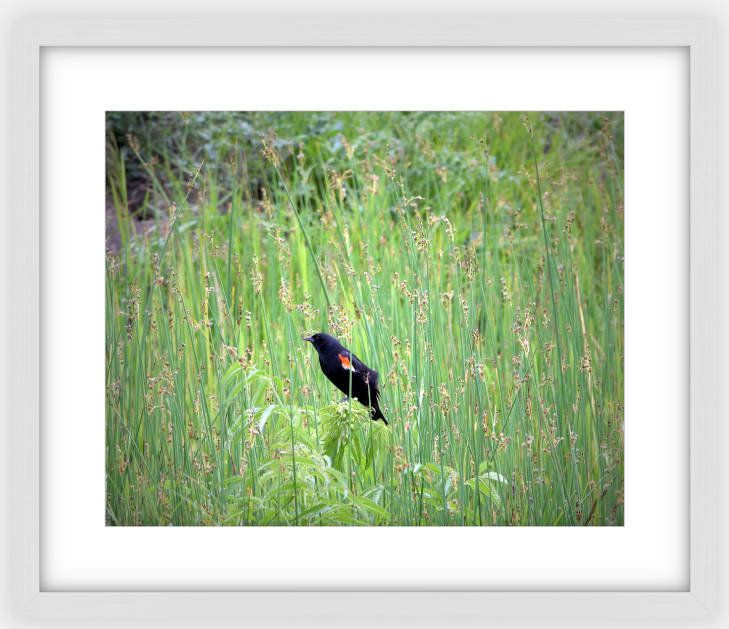 Red-Winged Black Bird Framed Print