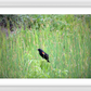 Red-Winged Black Bird Framed Print