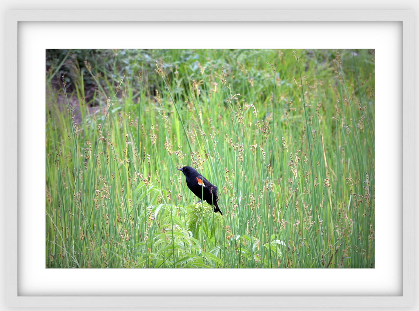 Red-Winged Black Bird Framed Print