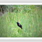 Red-Winged Black Bird Framed Print