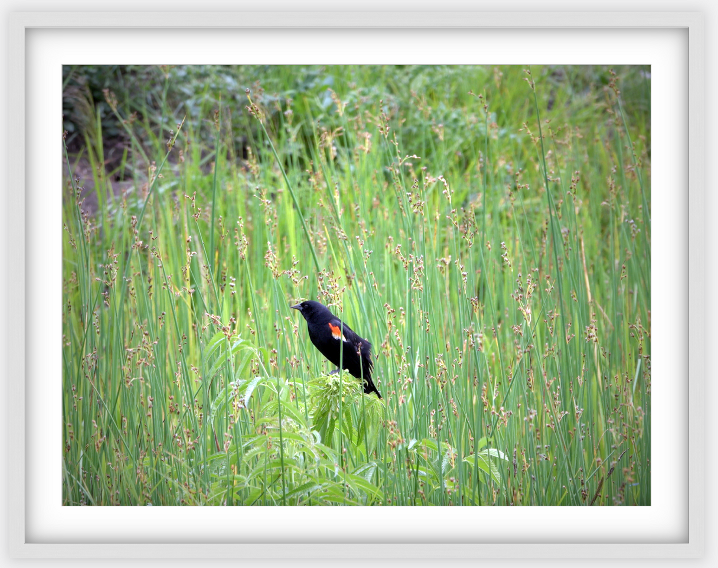 Red-Winged Black Bird Framed Print