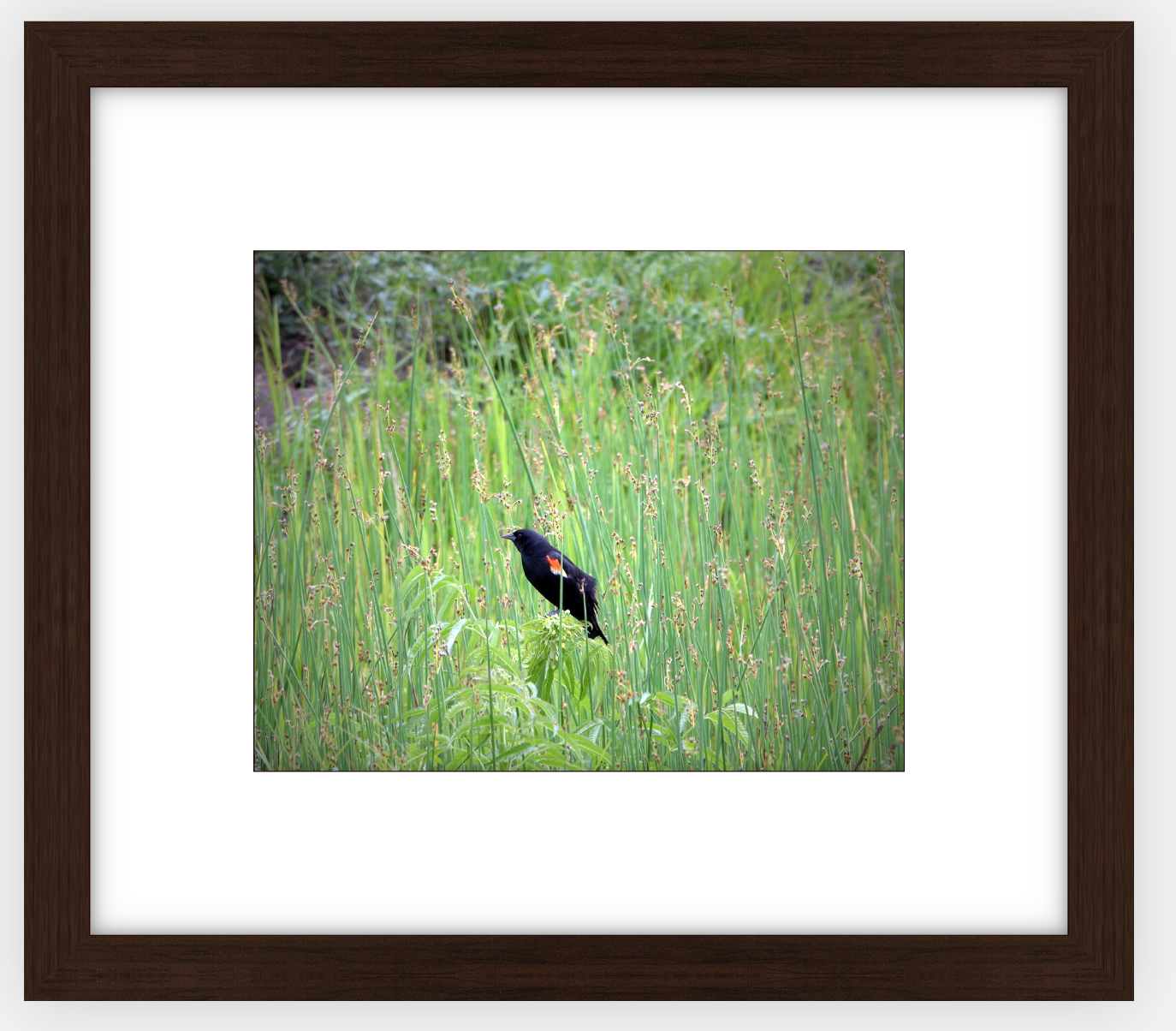 Red-Winged Black Bird Framed Print