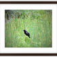 Red-Winged Black Bird Framed Print